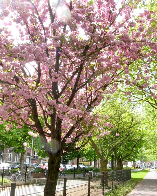 arbre à fleurum
